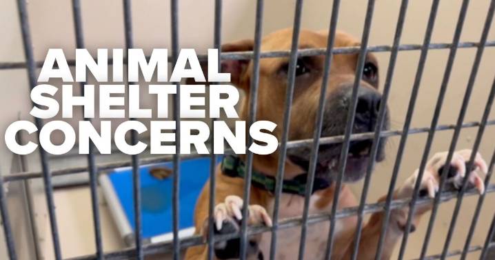 'We’re so fed up': Advocates sound alarm over Buffalo Animal Shelter conditions