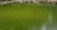Harmful Algal Blooms - Are My Cattle in Danger?