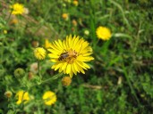 Garden Q&A: Will this insect eat my flowers?