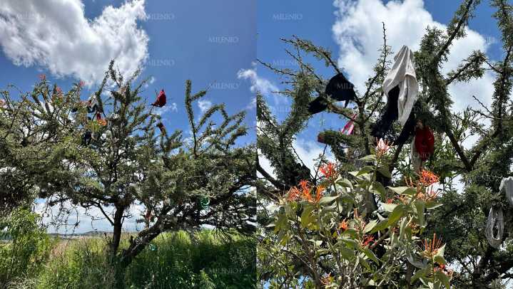 ¿Cómo llegó eso ahí? Captan árbol con calzones y brasieres en Puebla