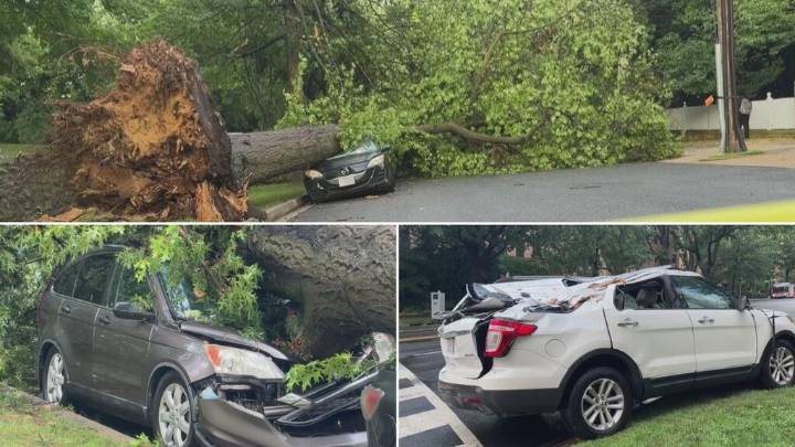 Autos quedan destrozados tras la caída de árboles: los estragos del mal tiempo en Washington DC