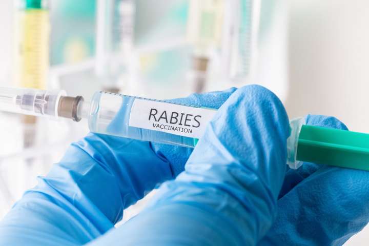 Fox tests positive for rabies in Alexandria