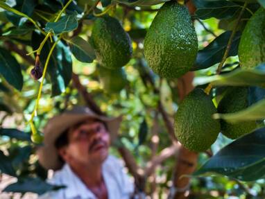 El agro colombiano revoluciona la exportación de aguacate Hass.