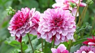 La dalia, flor emblemática de México, será protagonista en un recorrido por la Sierra de Santa Catarina