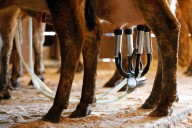 Coastal Florida farm is identified as source of raw milk that sickened 21