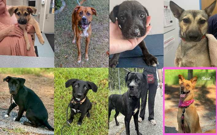 Midlands Pup Shots August 7