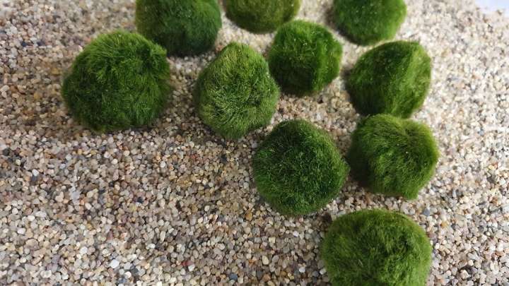 Marimo o musgo japonés: consejos clave para mantener perfecta la planta de moda que todos quieren tener