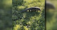 Old Town police urge residents to keep an eye out for a lizard on the loose