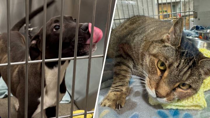 People give pets ‘furever’ homes as part of Clear the Shelters campaign