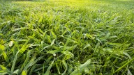 You're Making Crabgrass Even Worse With This Lawn Mowing Mistake