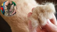 Qué significa que un gato pierda pelo y por qué puede ser un problema de salud