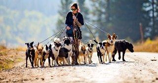 Vet urges pet owners to avoid getting popular dog breed amid health concerns