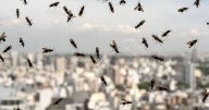 Flying ants swarm UK as Brits urged to do one thing to protect their homes
