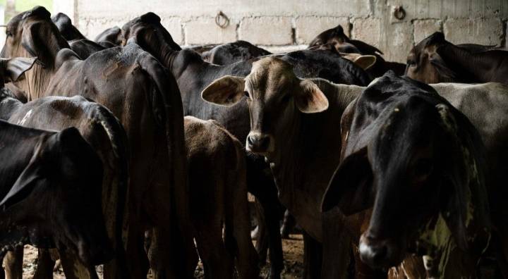 Gusano barrenador sigue expandiéndose en México; van más de 3 mil casos