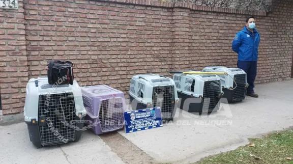 Allanamiento por maltrato animal: rescatan a cinco perros y seis gatos en deplorables condiciones
