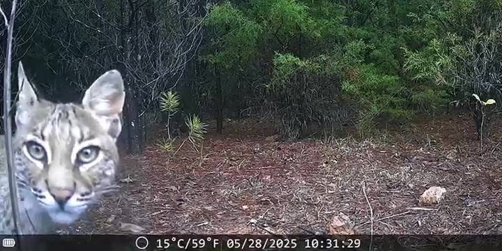 WATCH: Bobcat checks out trail cam in Upstate park