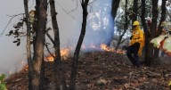 Incendios: Lluvias en Jalisco reducen a 120 mil las hectáreas afectadas en dos años