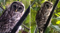 Owl attacks woman not once — but twice — in 48 hours while jogging in Avondale, she says
