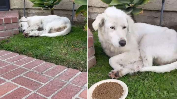 California Woman Leaves Her House, Then Finds A Shocking Surprise In Her Yard
