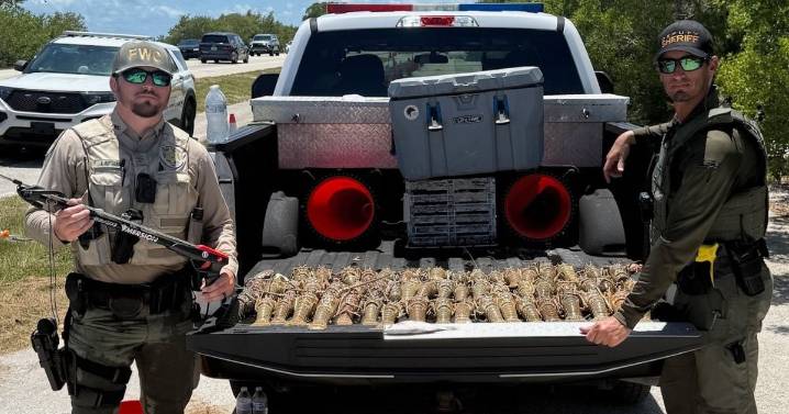 Detienen a hombre con 53 langostas antes del inicio oficial de la temporada en los Cayos de Florida