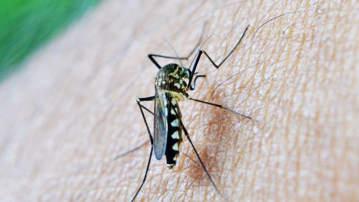 Mueren cinco personas en Italia a causa del virus del Nilo: ya son 27 personas fallecidas
