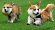Little legs, big dreams: More than 100 teams compete in Lithuania's international Corgi race