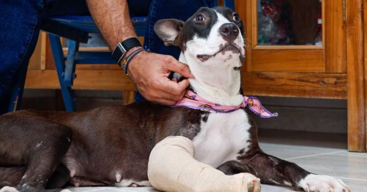 Caso Karina: imputados dos hombres por ataque que dejó graves secuelas a la perrita de ocho meses