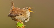 Birds sing late into the night in areas affected by light pollution
