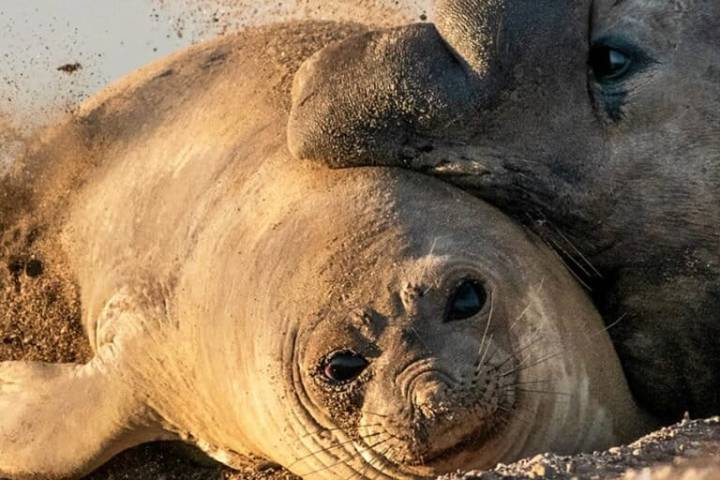 Argentina’s elephant seals face 100-year recovery after avian flu devastation: Study