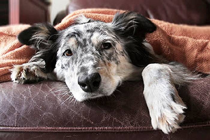 Good Dog, Bad Food: Foods for People That Are Bad for Your Dog