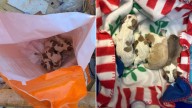 Virginia Construction Worker Discovers Shocking Furry Surprise In Dumpster