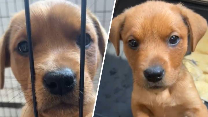Randolph puppies abandoned, police seek info