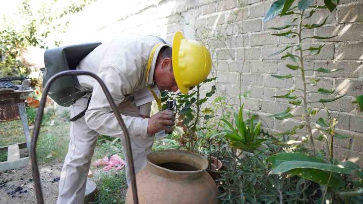 Detectan moscos del dengue en 53 municipios de Oaxaca