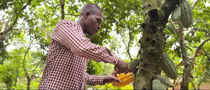 Proyecto fortalece cadenas de valor agrícolas regionales en África