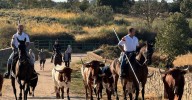 Último encierro a caballo en Aldeadávila de la Ribera con reses de Valrubio