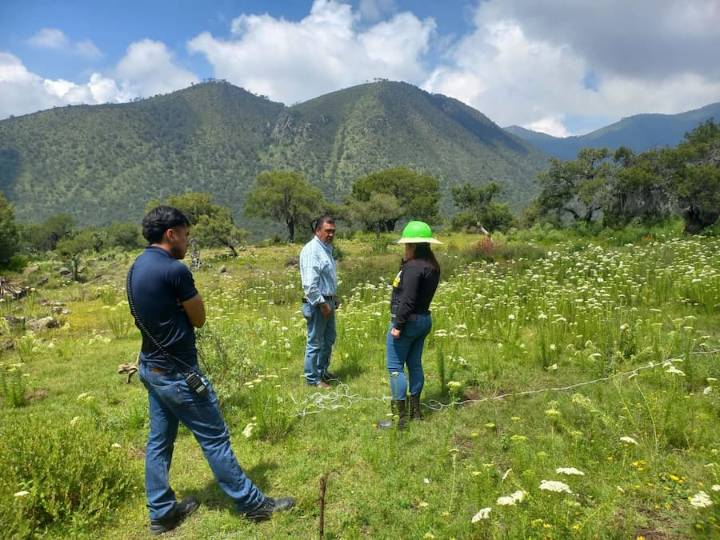 Reporta Semarnath 99% de supervivencia en reforestación del ANP Cerros La Paila