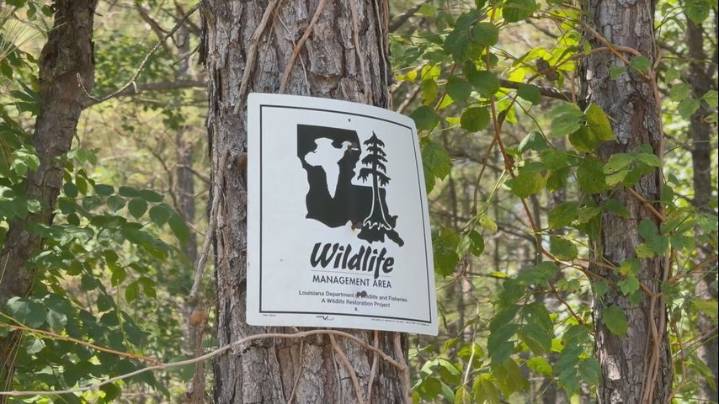 LDWF looking for possible wildlife impacts from explosion ahead of hunting season