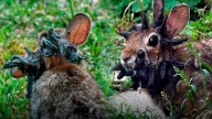 La rara infección detrás de los “conejos con tentáculos” en Estados Unidos