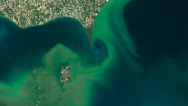 What's slimy, green and flourishing thanks to climate change?