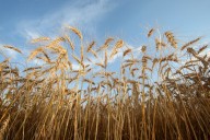 Canadian grain giant Richardson plans U.S. expansion with $375-million acquisition of pasta business