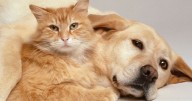 Cat's reaction to family's new dog branded 'cutest olive branch'