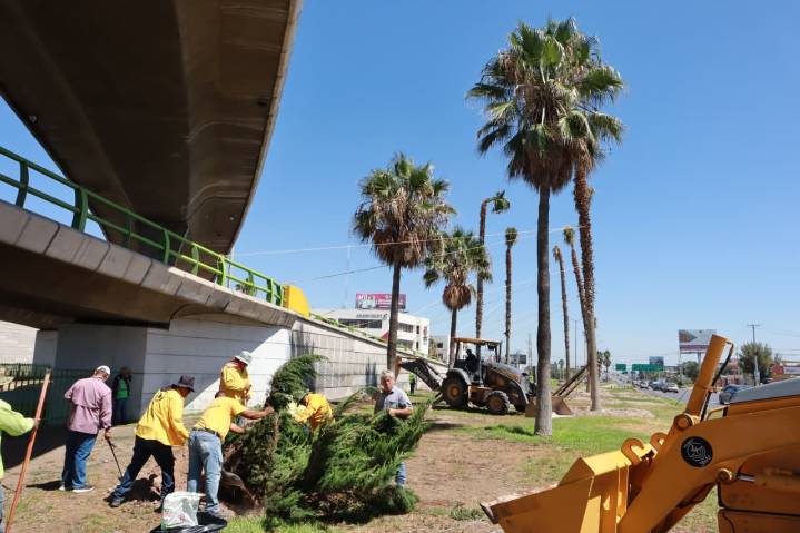 Refuerza Javier Díaz acciones de reforestación en la ciudad