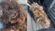 What Looked Like A Wig On A Missouri Road Turned Out To Be A Life In Need