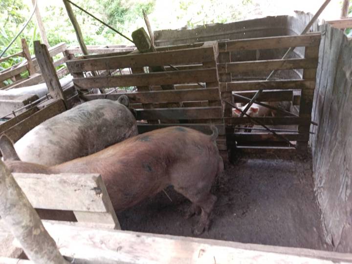 En Llano Adentro están preocupados por criaderos de cochinos