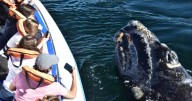 Récord histórico de ballenas en Chubut: más de 2 mil avistamientos