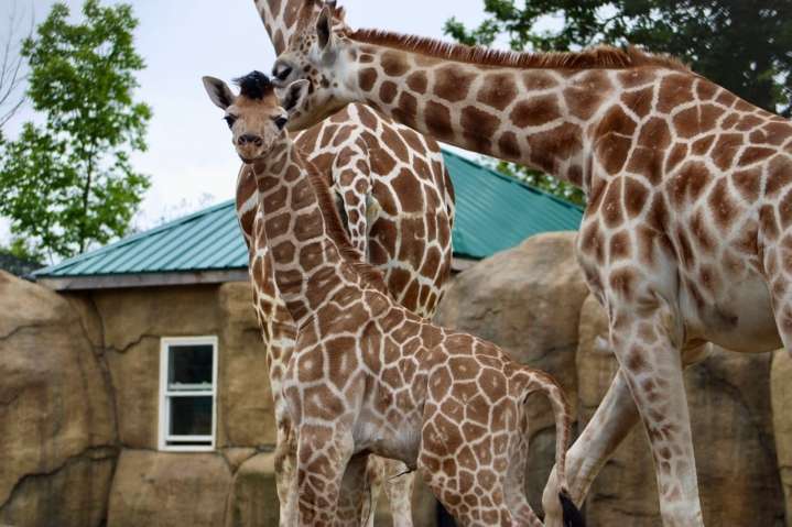 New baby giraffe born in Syracuse