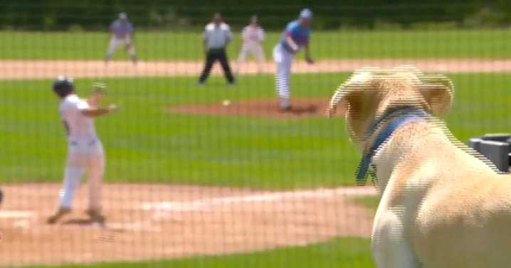 Minnesota hunting dog Bruno chases down foul balls