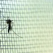 NJ health officials investigate a rarity: A possible case of locally acquired malaria