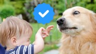 Criadora de cachorros responde la manera segura para que un niño acaricie a un perro