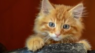 Brutal acto de maltrato animal en Castellón: un gato quemado vivo y con los ojos arrancados